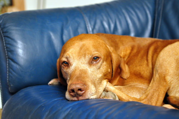 ThunderEyesStillBright_1620