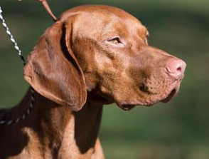 GCh Boulder's N Solterra's Cruising At Light Speed