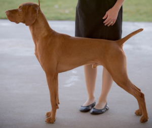 GrCh Boulder's N Solterra's Cruising At Light Speed